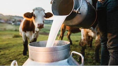 Milk Subsidy