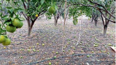 Citrus Crop