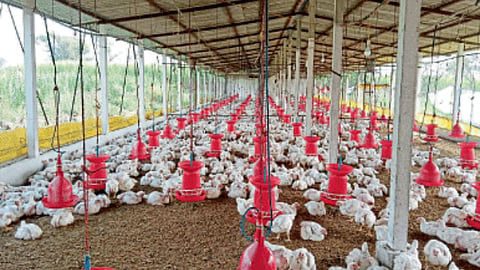 Poultry Farming