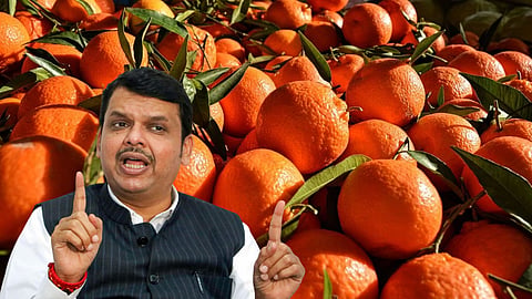 Orange Rate : संत्रा निर्यात अनुदानाची घोषणा फडणवीसांची घोषणा म्हणजे लबाडाचे आवतण ?