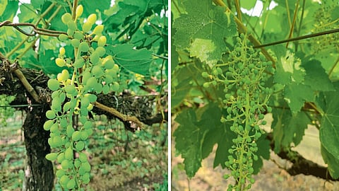 Grape Farming