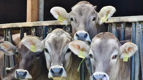 Livestock Allocation Scheme