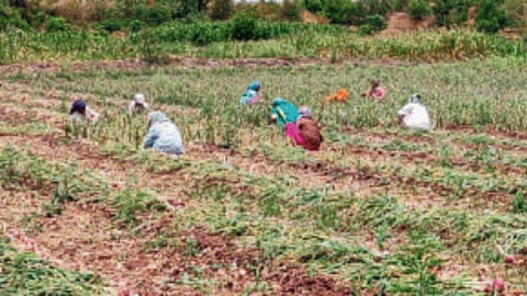Onion Harvesting