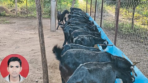 Goat Farming