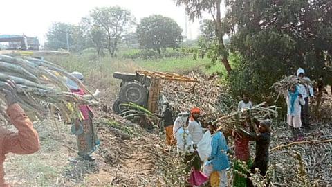 Sugarcane Season