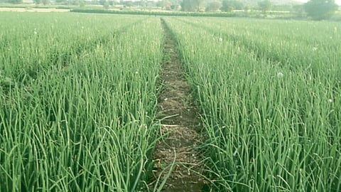 Onion Farm