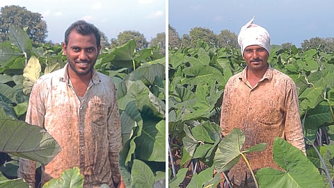 Alu Farming