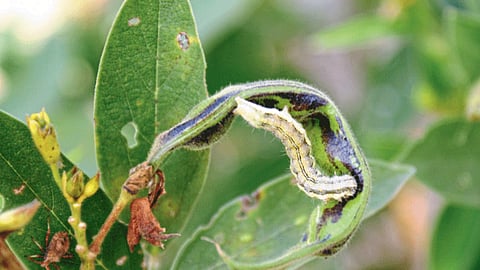 Tur Pest Management