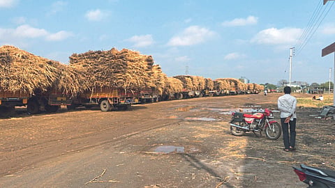 Jowar Fodder