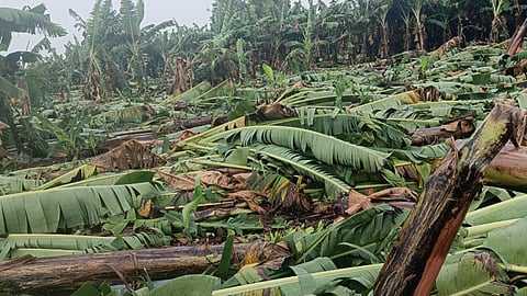 Banana Crop Damage