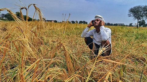 Crop Damage