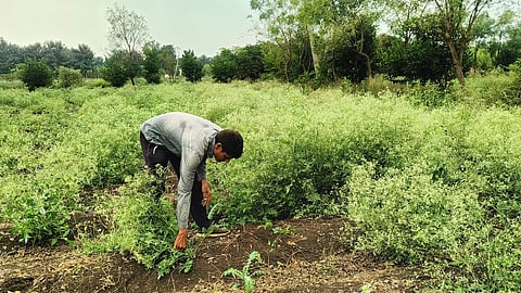 Farmer