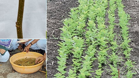 Sericulture Farming