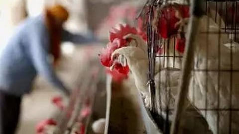 Poultry Market