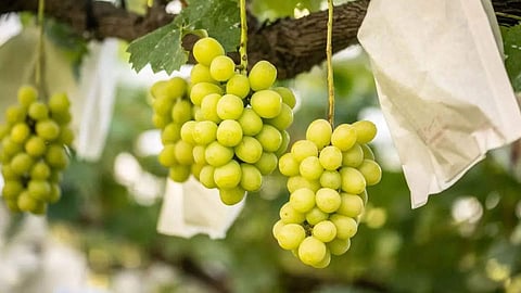 Grape Export