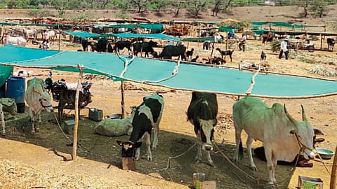 Rural Drought Management