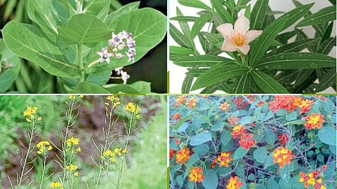 Poisoning by Plants
