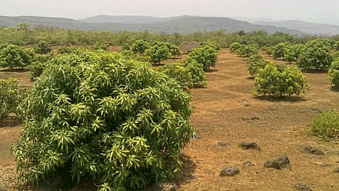 Mango Orchard