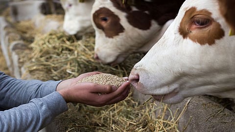 Animal Care