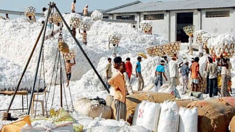 Cotton Market