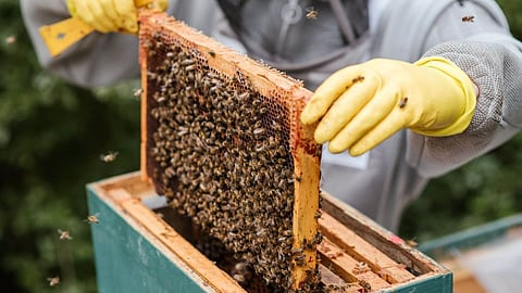 Beekeeping