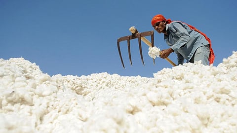 Cotton Market