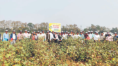 Cotton Research