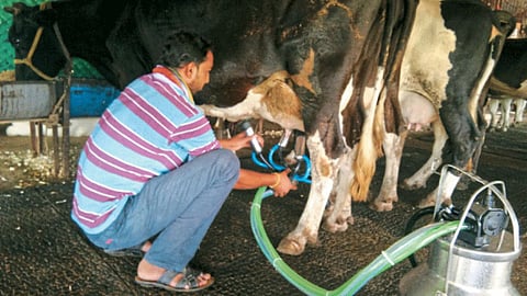 Dairy Cow