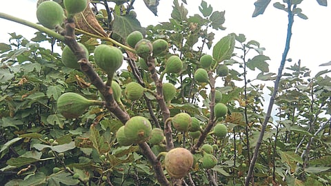 Crop Damage