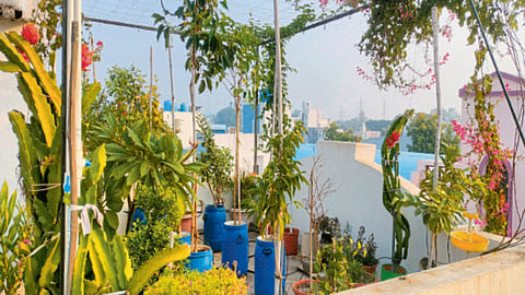 Rooftop Farming