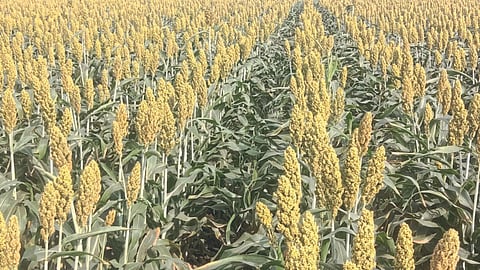 Rabi Jowar