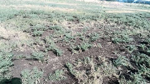 Rabi Crop