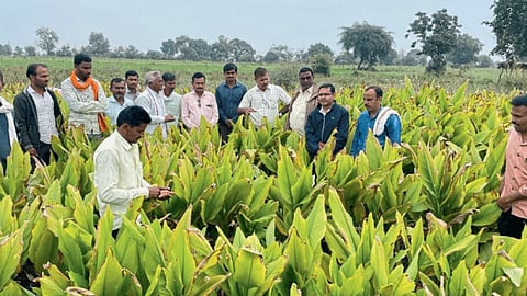 Turmeric Crop