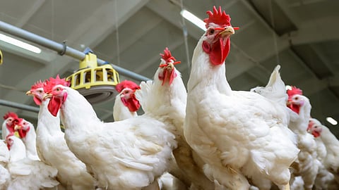 Poultry