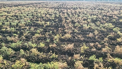 Chana Crop Damage