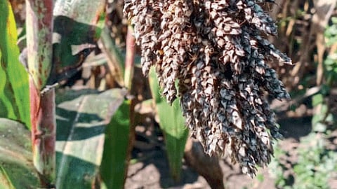 Jowar Crop