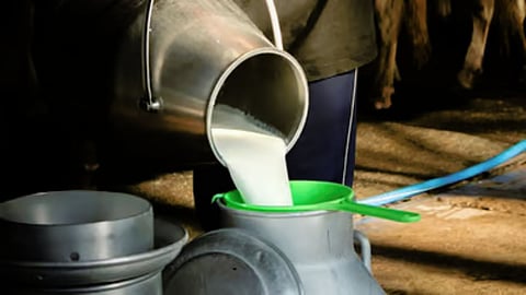 Milk Subsidy