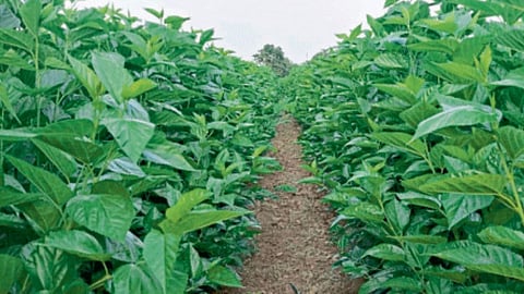 Sericulture Farming