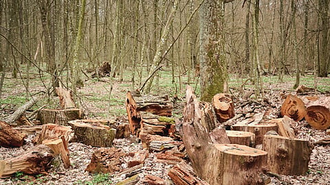 Deforestation