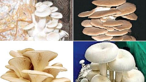 Mushroom Production