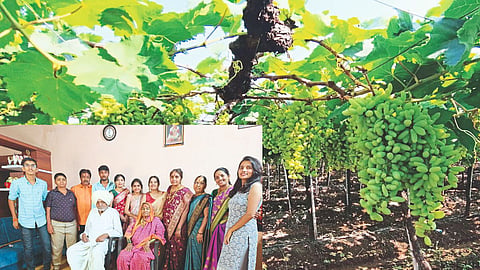 Grape Farming