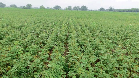 Moong Farming