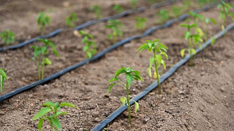 Irrigation Scheme