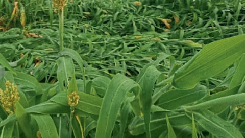 Jowar Crop