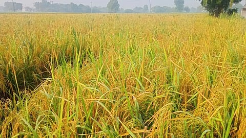 Paddy Farmers