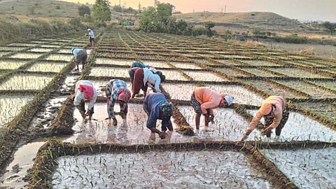 Onion Cultivation