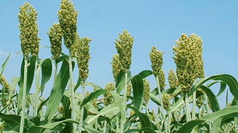 Dadar Jowar