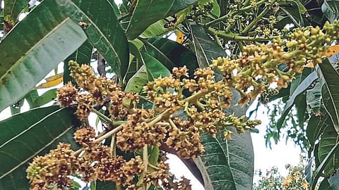 Mango Blossom