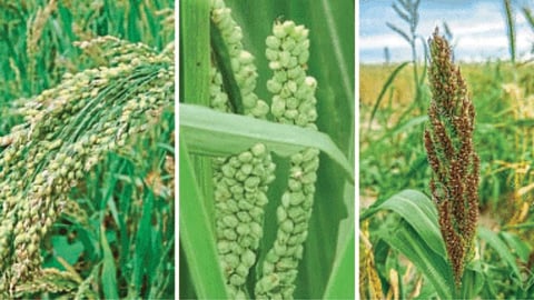 Millet