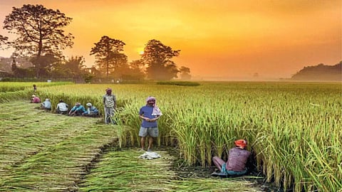 Agriculture